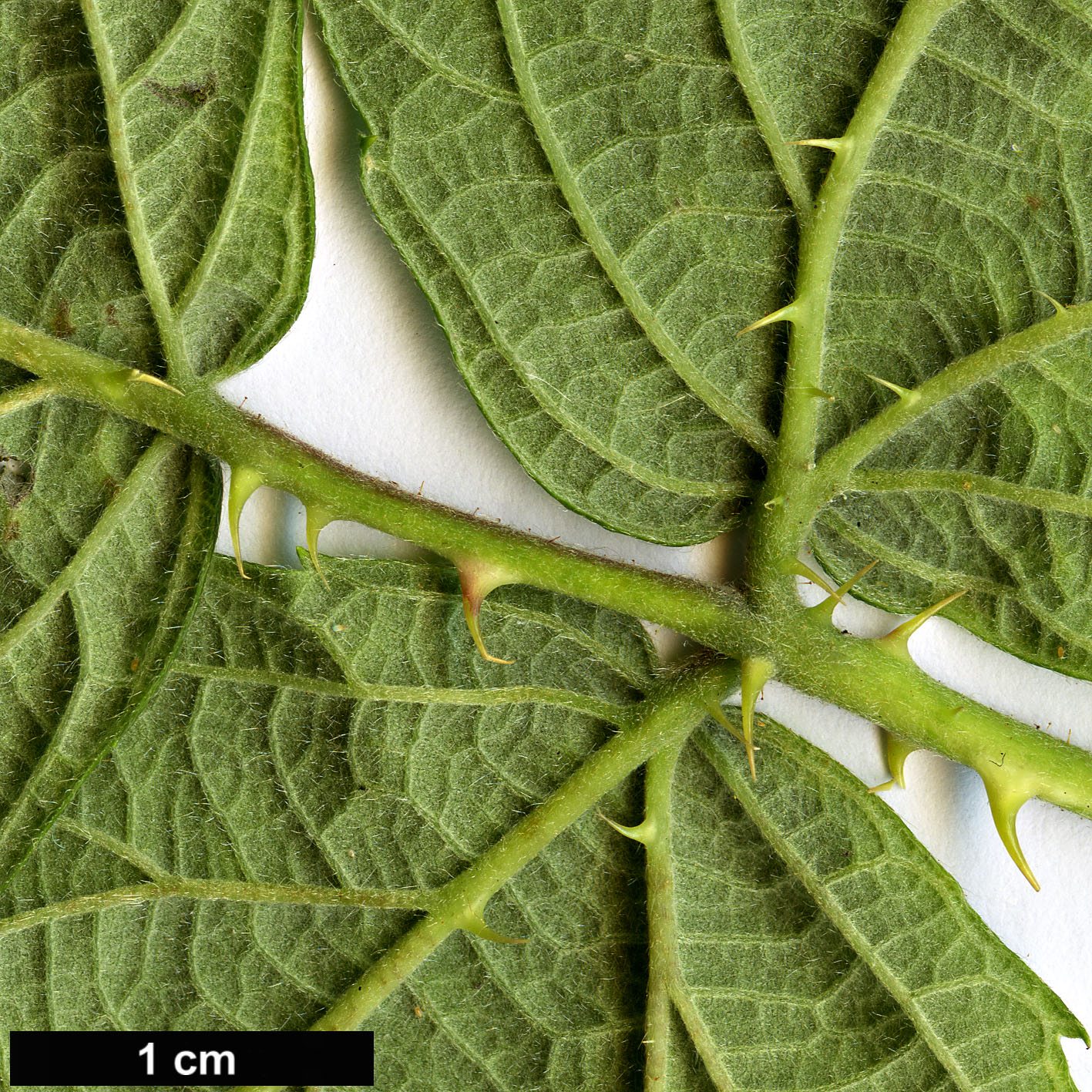 High resolution image: Family: Rosaceae - Genus: Rubus - Taxon: fruticosus agg.